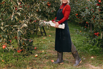 Farmer woman with freshly harvested apples in wooden box. Agriculture and gardening