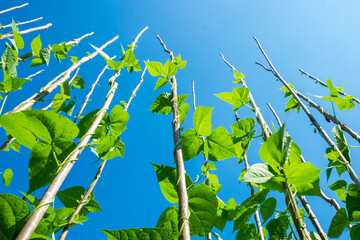 Bean bushes striving up the retaining poles
