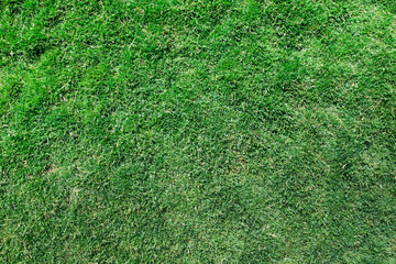 grass texture from a field