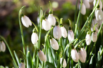 Snowdrop flowers in the forest.