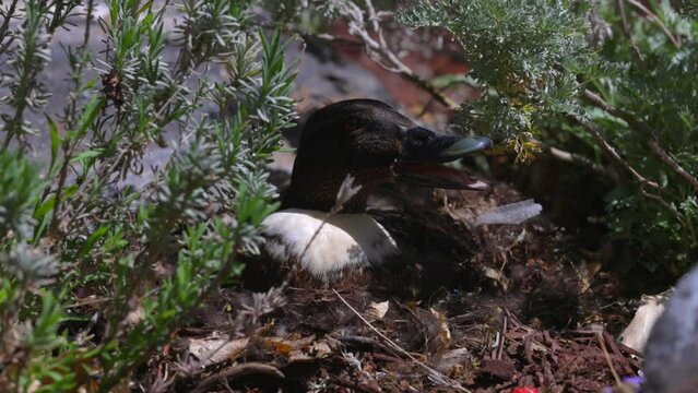 Slow Motion Shot Of Anas Rubripes Duck Quacking On Sunny Day - Arvada, Colorado