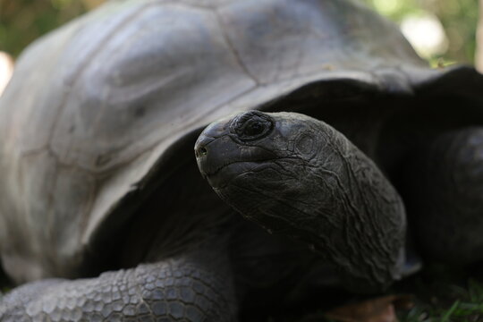 Giant Tortoise Seychelles