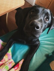 Labrador puppy sitting on a sofa