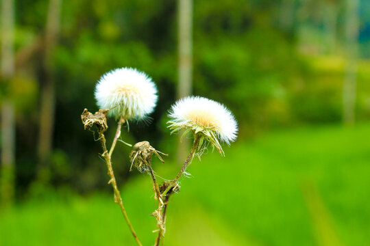 Fluffy white seed head, Common Sowthistle (Sonchus oleraceus) and blurred nature background. Right Copy space