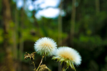 Fluffy white seed head, Common Sowthistle (Sonchus oleraceus) and blurred nature background. Copy space