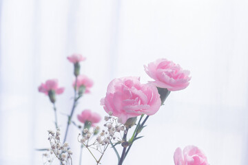 Fototapeta premium Pink carnations and white baby’s breath in a backlit, lightly lit space.
