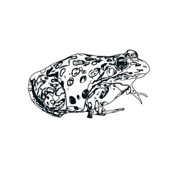 black and white sketch of a frog with transparent background
