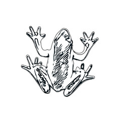 black and white sketch of a frog with transparent background
