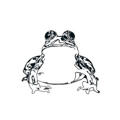 black and white sketch of a frog with transparent background