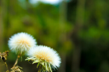Fluffy white seed head, Common Sowthistle (Sonchus oleraceus) and blurred nature background. Right Copy space