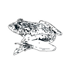 black and white sketch of a frog with transparent background