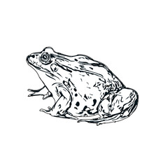 black and white sketch of a frog with transparent background