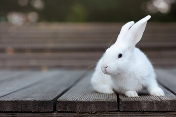 a white rabbit is posing on a wooden deck and is looking at the camera