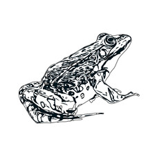 Fototapeta premium black and white sketch of a frog with transparent background