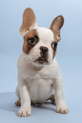 Lovely french bulldog looking aside with curiosity, sitting on blue background. French Bulldog puppy 3 months old. Beautiful french bulldog dog