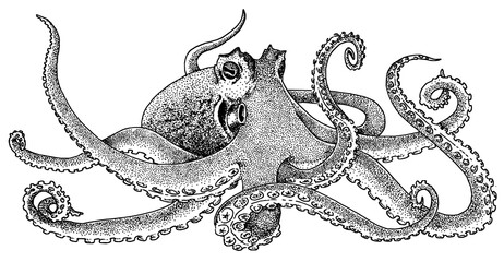 Poulpe - Pieuvre - Octopus vulgaris © Christophe