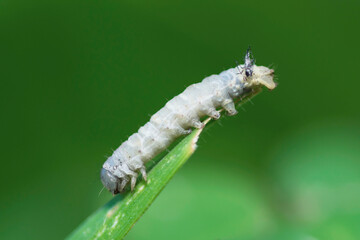 Selective focus on a white caterpillar on a leaf