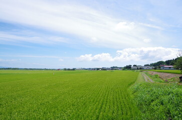 美しい緑の田んぼ