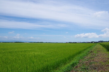さわやかな田んぼ