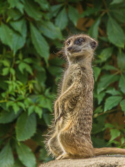 Fototapeta premium The meerkat stands with a pillar and turns its head in different directions. Can be used as a direction indicator. The meerkat (Suricata suricatta) lives in the savanna, grassland and desert.