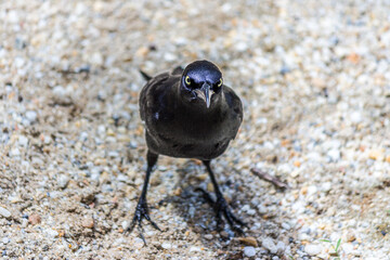 The male Carib grackle stands on a sandy beach. Quiscalus lugubris lives in the forest and coastal regions of Caribbean, Trinidad and mainland South America.