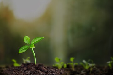 Fresh green plant grow in soil