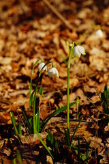 Two lilies of the valley on the fallen leaves background, vertical