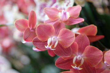 Fototapeta na wymiar Dusky pink phalaenopsis moth orchids in flower.