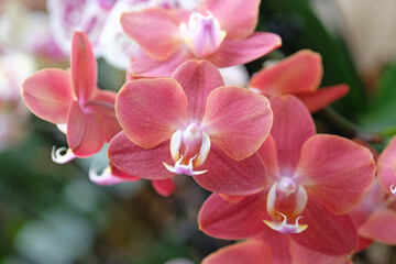 Dusky pink phalaenopsis moth orchids in flower.
