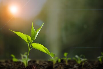 Fresh green plant grow in soil