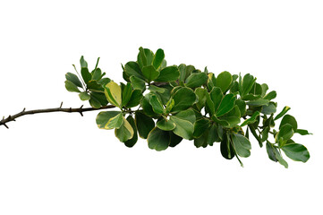Plant leaves Green nature Tropical forest isolated on transparent background - png	