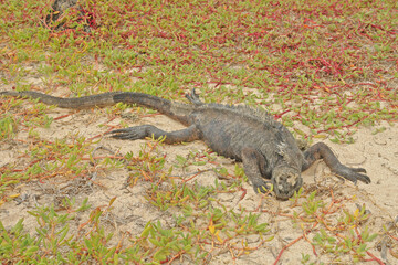 Sea iguana in the Galapagos