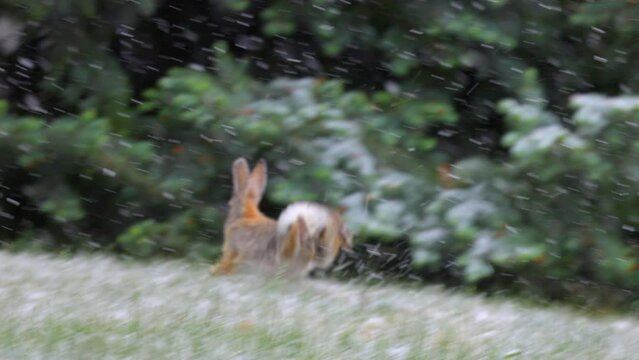 Slow Motion Shot Of European Rabbit Running On Landscape During Snowfall In Winter - Arvada, Colorado