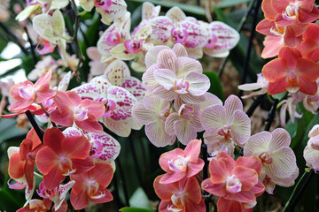 Cream and pink striped phalaenopsis moth orchids in flower.