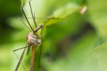Marsh Crane Fly head detail, Tipula Oleracea