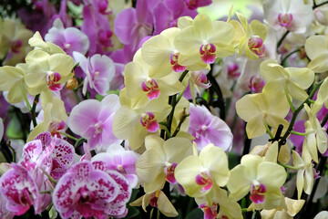 Obraz na płótnie Canvas Cream phalaenopsis moth orchids in flower.