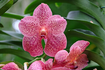 Pink mottled vanda orchids in flower.