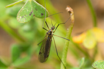 Spotted Cranefly, Nephrotoma Appendiculata Crane Fly