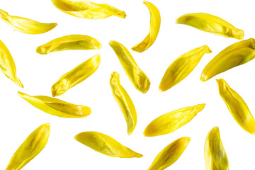Yellow flower petals . Isolate. PNG