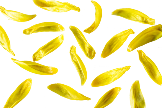 Yellow flower petals . Isolate. PNG