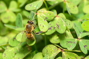 Western Honey Bee on a plant leaves, Apis Mellifera