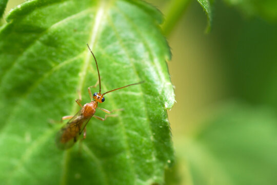 Small Braconid wasp on a leaf