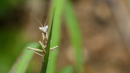 Young Heldreich's dwarf mantis, Ameles Heldreichi, praying mantis on a thin leaf