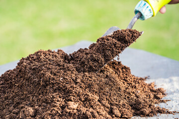 Gardener woman holding peat moss organic matter improve soil for agriculture organic plant growing, ecology concept.