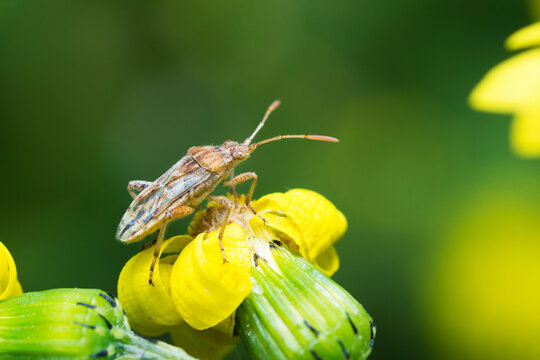 Knapweed Rhopalid bug on a yellow wildflower, Stictopleurus Abutilon