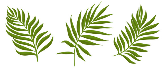 Green branches with leaves. Palm leaves. Tropical plant elements for your design
