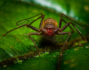 guaba whip spider on the leaf in the forest of puerto rico