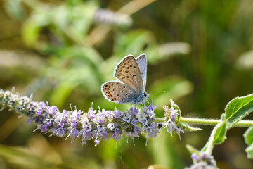 Himalayan Blue Butterfly, Pseudophilotes vicrama. Rare little blue butterfly on wildflower