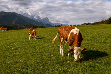 Fototapeta na wymiar Cows graze on a green meadow on a sunny day. Pasture Meadows. Idyllic landscape.