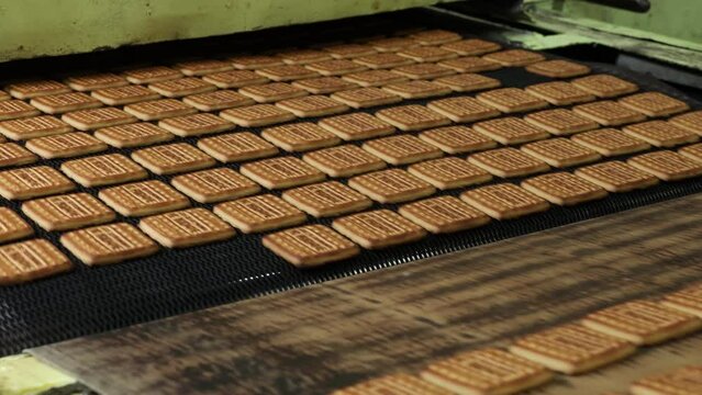 cookies on the conveyor of a confectionery factory